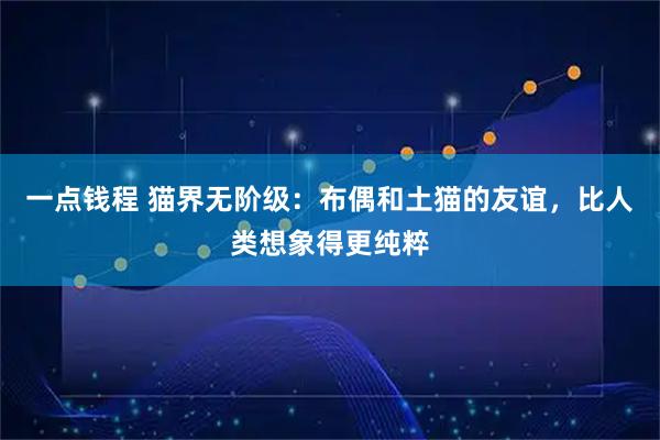 一点钱程 猫界无阶级:布偶和土猫的友谊,比人类想象得更纯粹